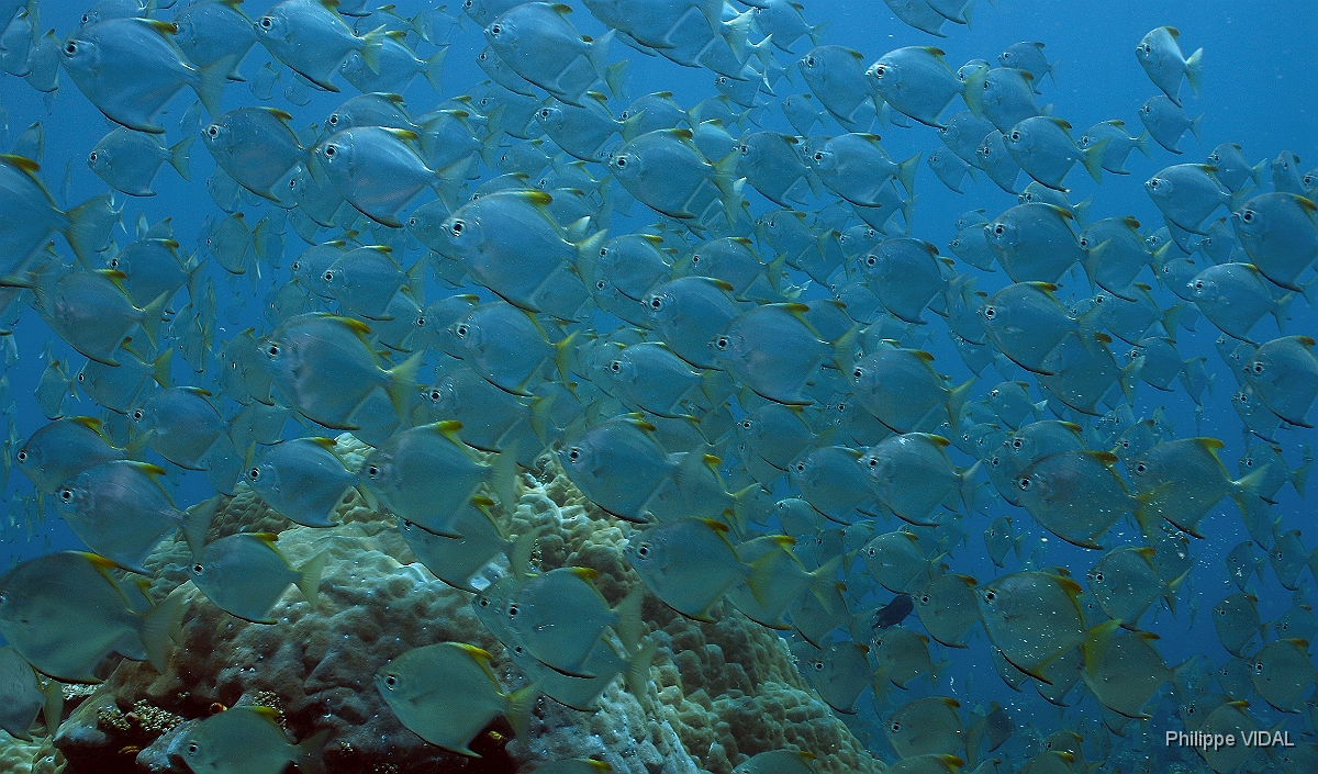 Bali 2016 - Silver mono - Lune d'argent - Monodactylus argenteus - IMG_5890_rc.jpg